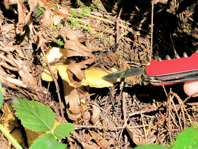 Chanterelle hiding