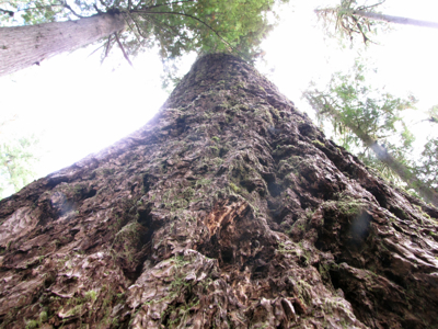 Looking up the Doerner tree.