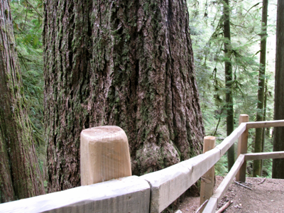 The Doerner tree, a 329 foot high tree discovered in 1980.