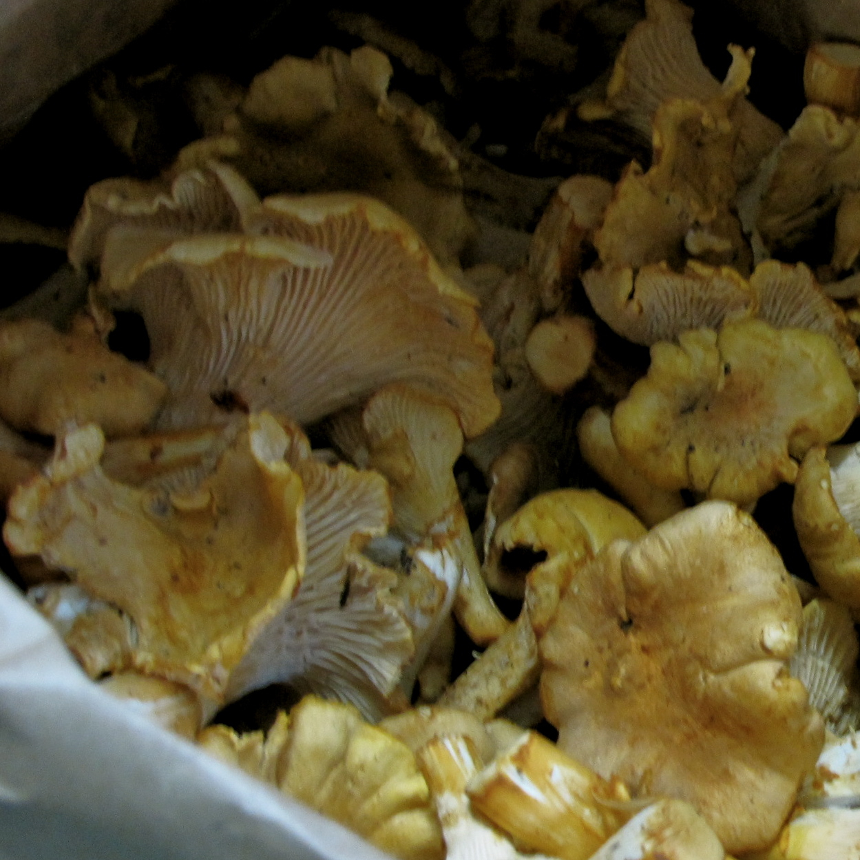 chanterelles