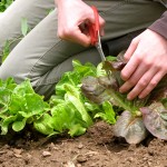 harvesting-lettuce harvesting-lettuce