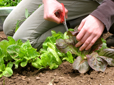 harvesting-lettuce