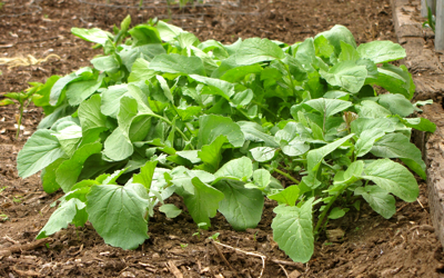 radishes