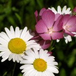 wildflowers-5 wildflowers-5