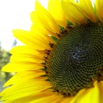 sunflower sunflower