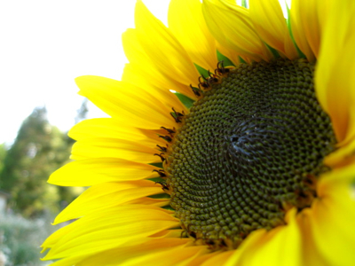 sunflower